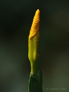 Yello Flag Iris (Iris pseudacorus) Graham Carey