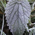 Stinging Nettle (Urtica dioica) Alan Prowse