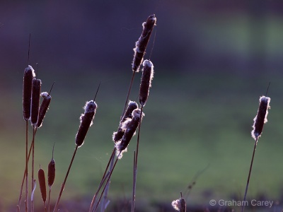 Greater Reed Mace (Typha latifolia) Graham Carey