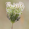 Wild Carrot (Daucus carota) Graham Carey