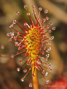 Oblong-leaved Sundew (Drosera intermedia) Graham Carey