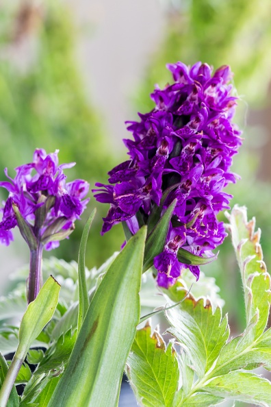 Northern Marsh Orchid (Dactylorhiza purpurella) 2008_IMG_008.jpg