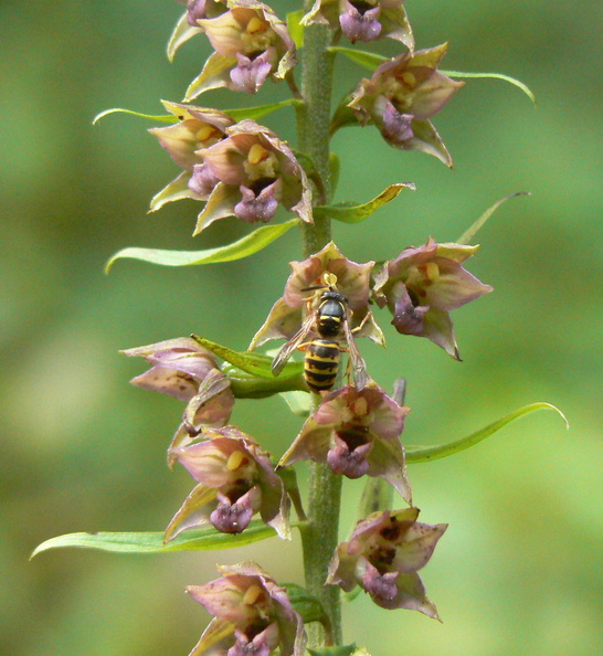 Broad-leaved Helleborine (Epipactis helleborine) Alan Prowse - 451.jpg 451.jpg