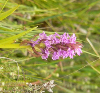 Marsh Orchid (Dactylorhiza praetermissa) Alan Prowse