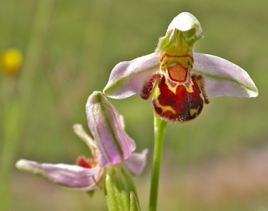 Bee Orchid [Ophrys apifera] Steve Covey