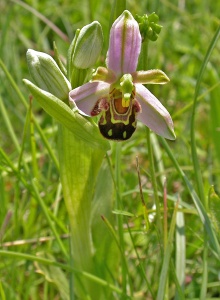 Bee Orchid [Ophrys apifera] Steve Covey