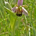 Bee Orchid [Ophrys apifera] Steve Covey