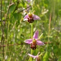 Bee Orchid, [Ophrys apifera] Steve Covey