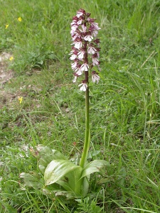 Lady Orchid [Orchis purpurea] Steve Covey