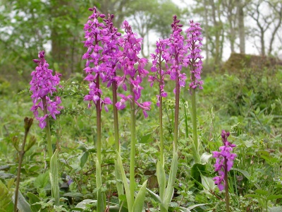 Early Purple Orchid [Orchis mascula]. Steve Covey