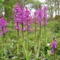 Early Purple Orchid [Orchis mascula]. Steve Covey