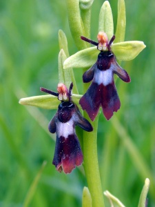 Fly Orchid (Ophrys insectifera) Steve Gale