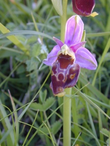 Late Spider Orchid (Ophrys fuciflora) Steve Gale