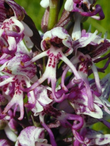 Monkey Orchid (Orchis simia) Steve Gale