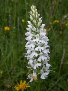 Common Spotted Orchid (Dactylorhiza fuchsii var.albiflora). Steve Covey