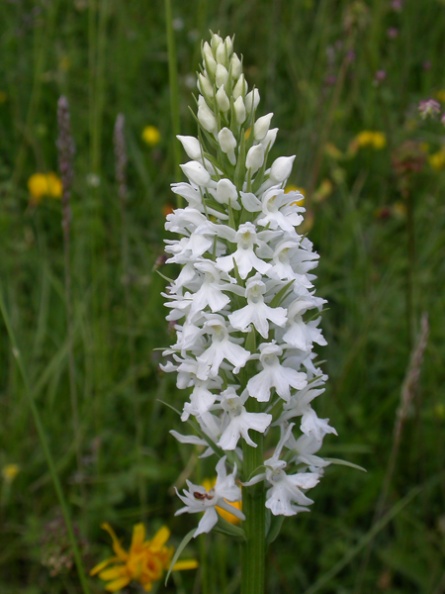 Wiltshire, UK. 2008-06-07. CommonSpottedOrchidV_albiflora_Gt_CheverellHill01_07-06-08.jpg