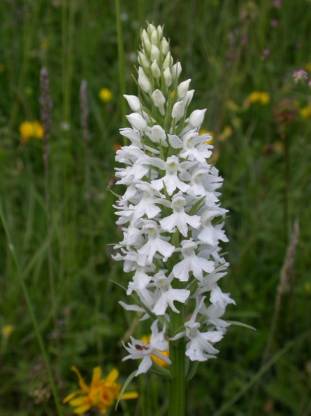 CommonSpottedOrchidV_albiflora_Gt_CheverellHill01_07-06-08.jpg