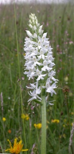 Common Spotted Orchid (Dactylorhiza fuchsii var.albiflora). Steve Covey