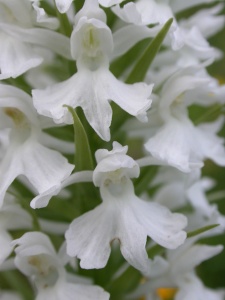 Common Spotted Orchid (Dactylorhiza fuchsii var.albiflora). Steve Covey