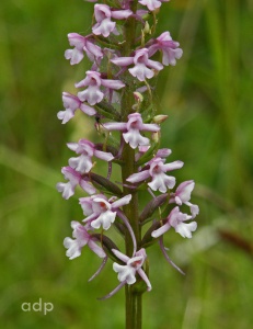 Fragrant Orchid (Gymnadenia conopsea) Alan Prowse