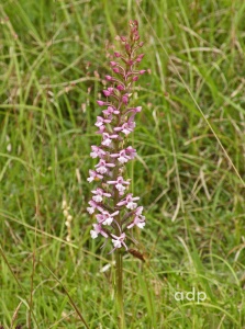 Fragrant Orchid (Gymnadenia conopsea) Alan Prowse