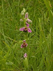 Bee Orchid (Ophrys apifera) Alan Prowse