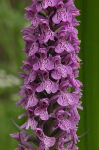 Southern Marsh x Common Spotted Orchid (Dactilorhiza praetermissa x fuchsii) Alan Prowse