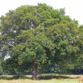 Oak tree (Quercus sp) Kenneth Noble