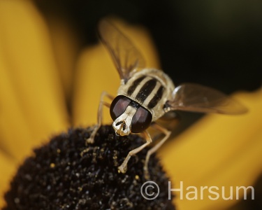 Helophilus trivittatus, Hoverfly, Steve Harsum