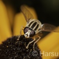 Helophilus trivittatus, Hoverfly, Steve Harsum