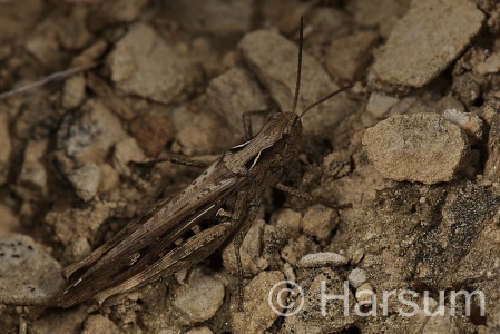 Fiels Grasshopper, Chorthippus brunneus, Steve Harsum