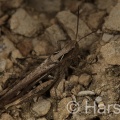 Fiels Grasshopper, Chorthippus brunneus, Steve Harsum