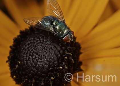 Bluebottle, Calliphora vomitoria, Steve Harsum