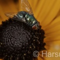 Bluebottle, Calliphora vomitoria, Steve Harsum