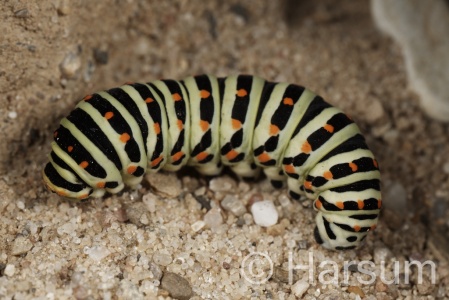 Swallowtail, Papilio machaon, caterpillar, Steve Harsum