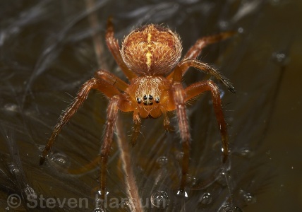 Araneus diadematus, Steven Harsum