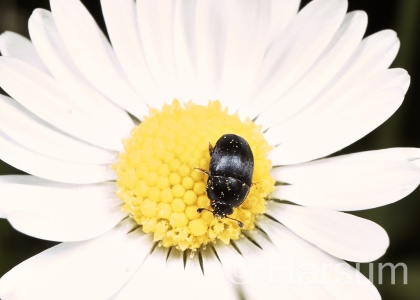 Flower beetle