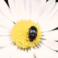 Flower beetle