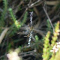 Wasp Spider (Argiope bruennichi)