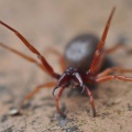 Woodlouse spider (Dysdera crocata) Jack Perks