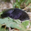 European black slug (Arion ater) Mark Elvin