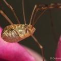 Harvestman Spider (Opiliones sp.) Graham Carey