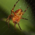 Garden Spider (Araneus diadematus) Graham Carey