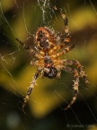 Garden Spider (Araneus diadematus,) Graham Carey