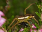 Raft Spider (Dolomedes fimbriatus) Graham Carey