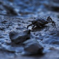 Green Shore Crab (Carcinus maenas) Graham Carey