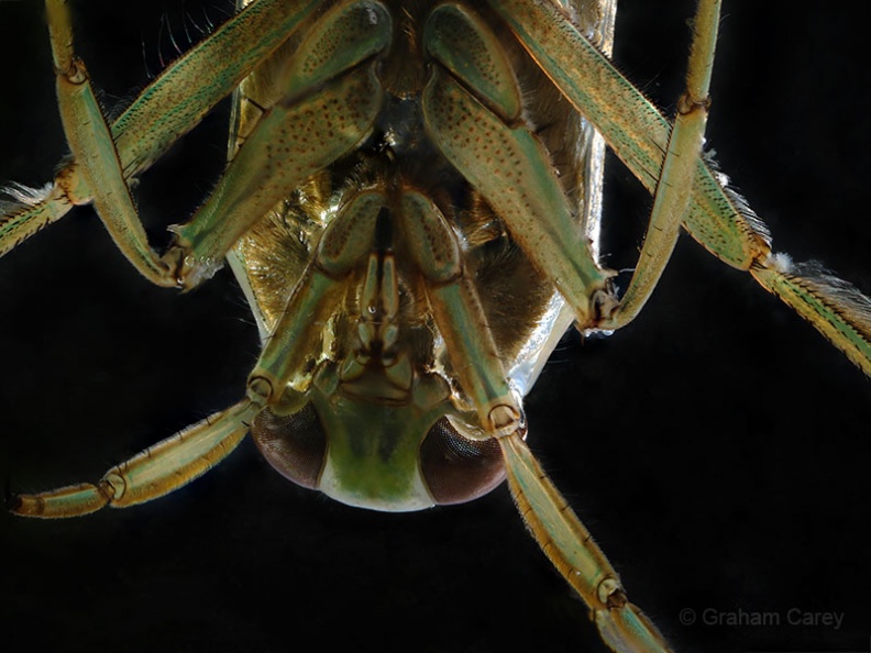 Common Backswimmer (Notonecta glauca) Graham Carey - 7D2_8474mx4.jpg 7D2_8474mx4.jpg