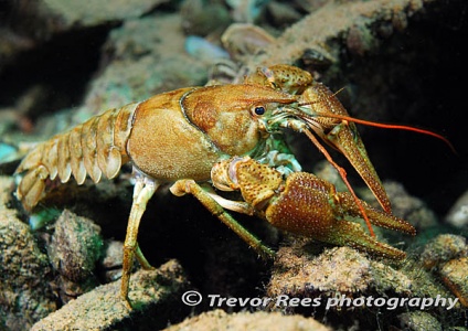 White clawed crayfish (Austropotamobius pallipes) - by Trevor Rees