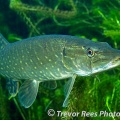 Pike (Esox lucius) - by Trevor Rees