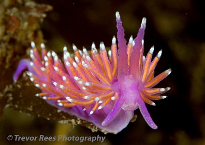Nudibranch (Flabellina pedata) - by Trevor Rees